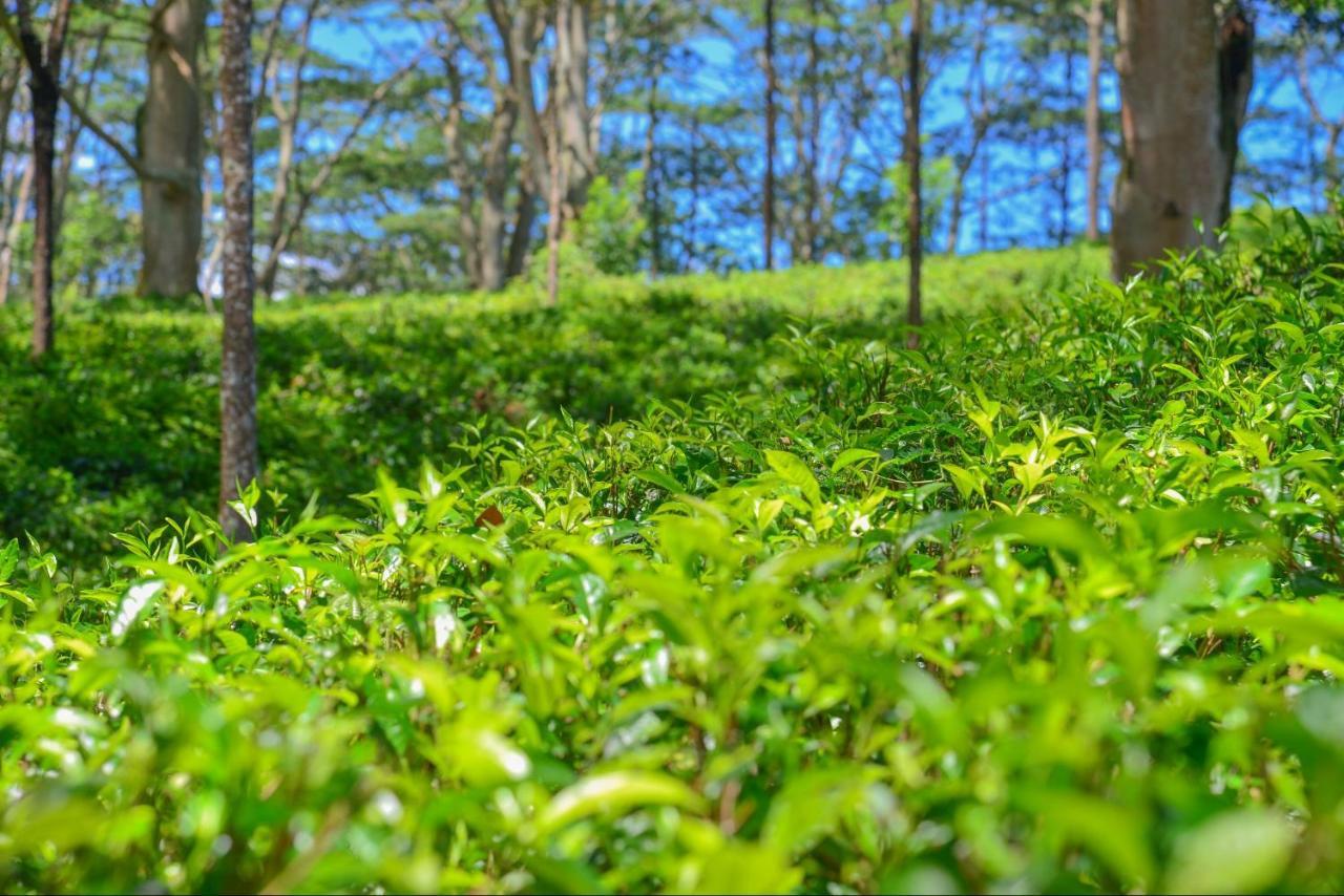 Lak Sewana Home Stay Kandy Zewnętrze zdjęcie